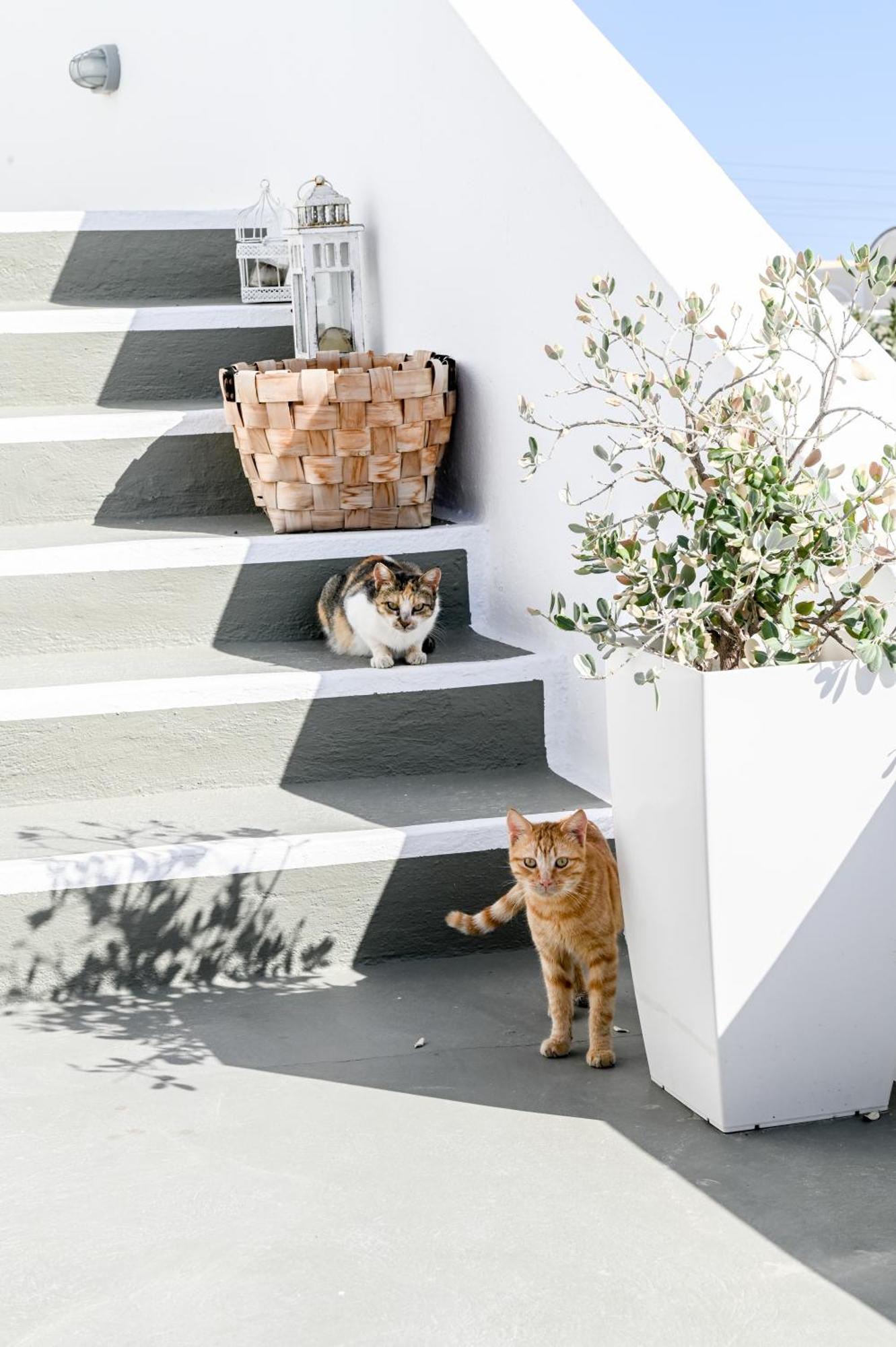 White Curves Santorini Bed & Breakfast Akrotiri  Bagian luar foto